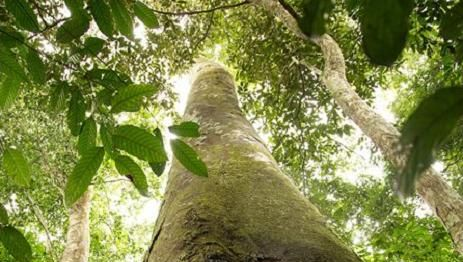 IL ETAIT UNE FORÊT - Découvrir un film sur grand écran